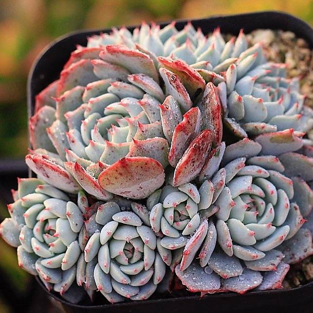 blue minima succulent PRESALE Echeveria Blue Minima, Cluster