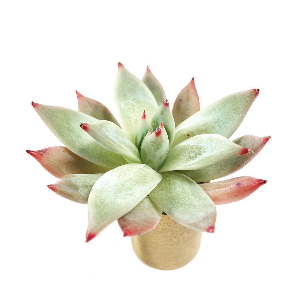 THE GOOD, THE BAD and The UGLY SALE! Echeveria Lindsayana Hybrid