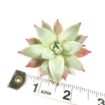 THE GOOD, THE BAD and The UGLY SALE! Echeveria Lindsayana Hybrid