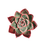 THE GOOD, THE BAD and The UGLY SALE! Echeveria Alicia