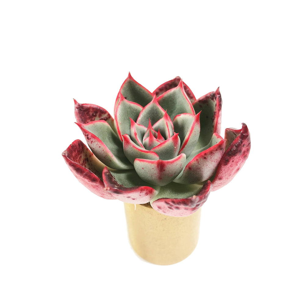 THE GOOD, THE BAD and The UGLY SALE! Echeveria Alicia