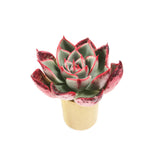 THE GOOD, THE BAD and The UGLY SALE! Echeveria Alicia