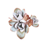 THE GOOD, THE BAD and The UGLY SALE! Echeveria Lauii Triple