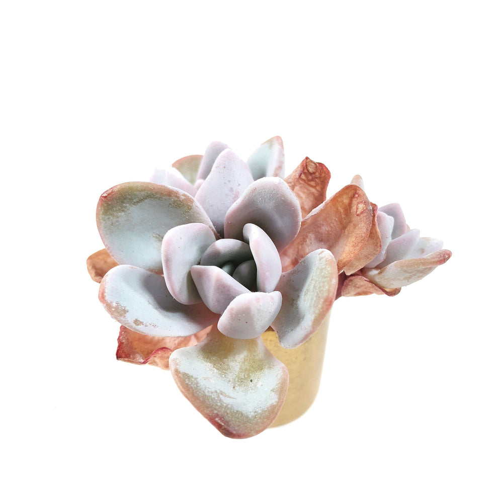 THE GOOD, THE BAD and The UGLY SALE! Echeveria Lauii Triple