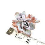 THE GOOD, THE BAD and The UGLY SALE! Echeveria Lauii Triple