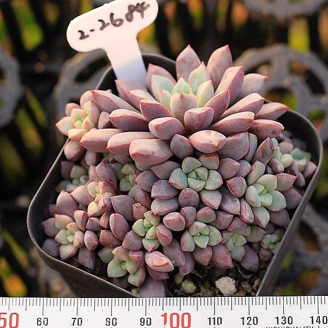 PRESALE Echeveria Subcorymbosa Lau 030