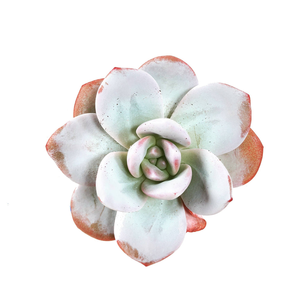THE GOOD, THE BAD and The UGLY SALE! Echeveria Lauii