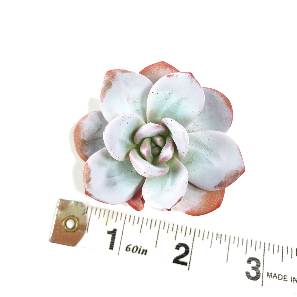 THE GOOD, THE BAD and The UGLY SALE! Echeveria Lauii