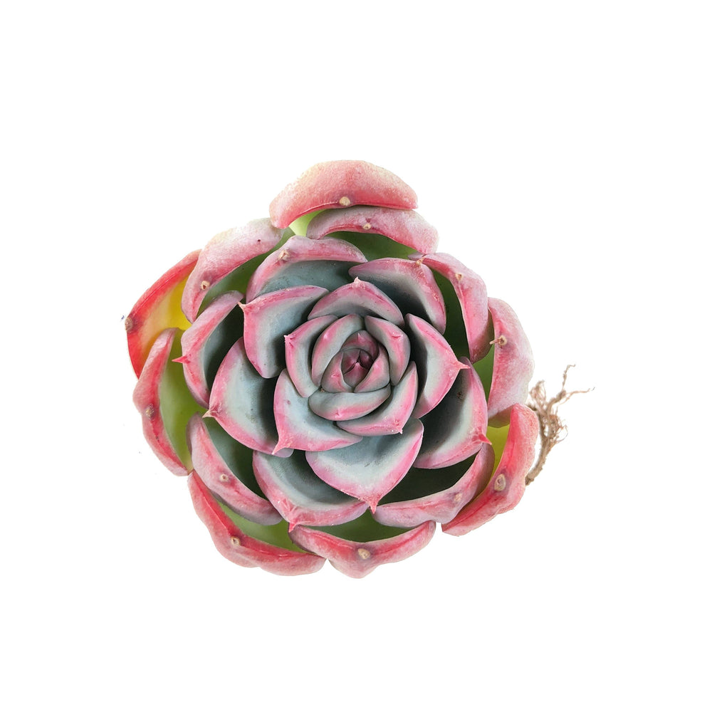 THE GOOD, THE BAD and The UGLY SALE! Echeveria Mochican x Silhouette