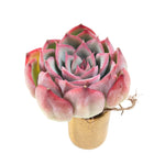 THE GOOD, THE BAD and The UGLY SALE! Echeveria Mochican x Silhouette