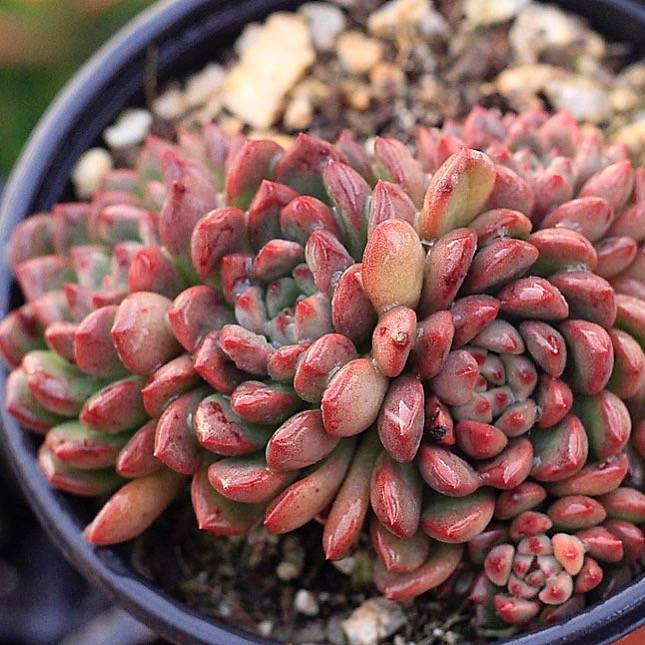 sedeveria pink ruby succulent plant PRESALE Echeveria Sedeveria Pink Ruby, Cluster