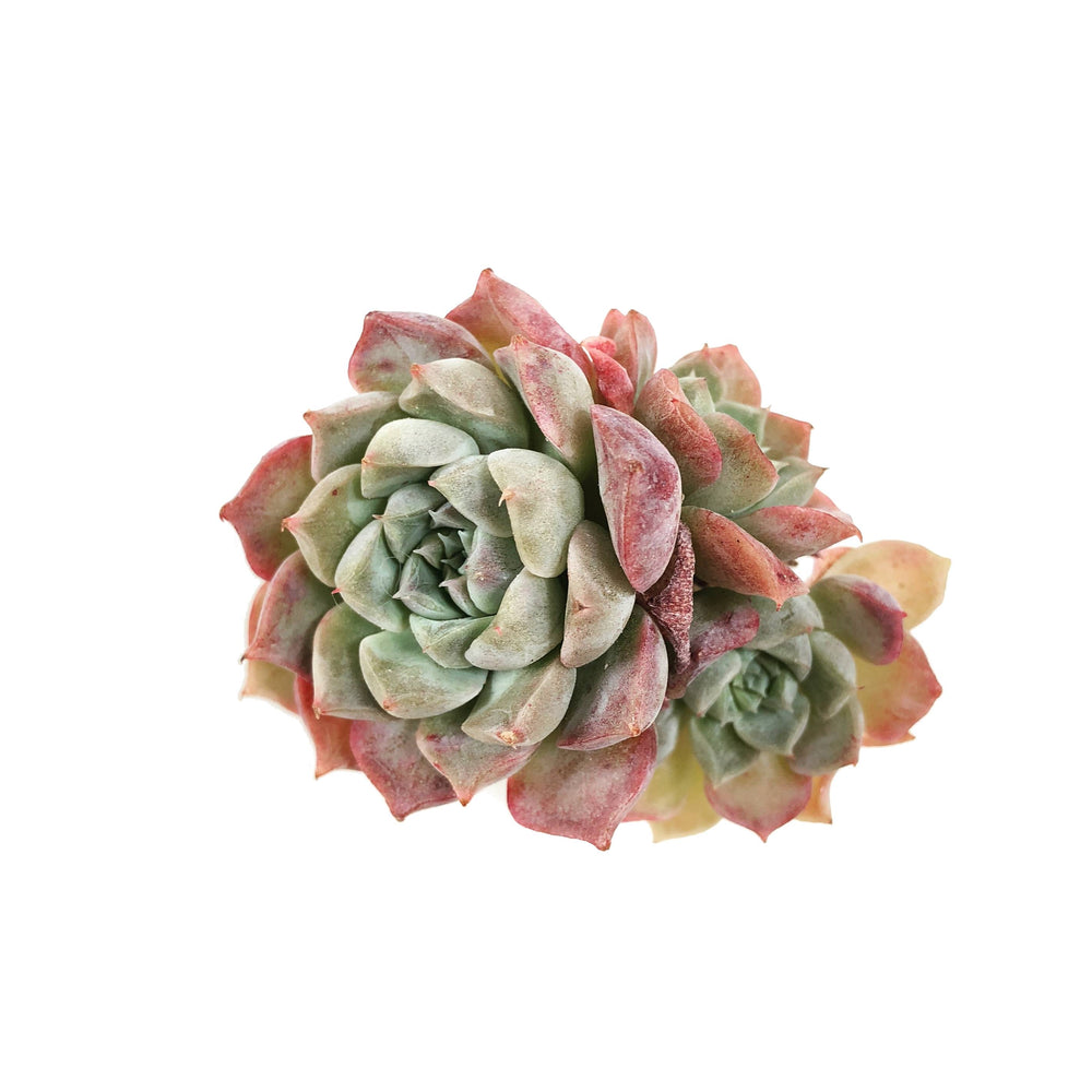 THE GOOD, THE BAD and The UGLY SALE! Echeveria Helena Cluster