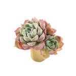 THE GOOD, THE BAD and The UGLY SALE! Echeveria Helena Cluster