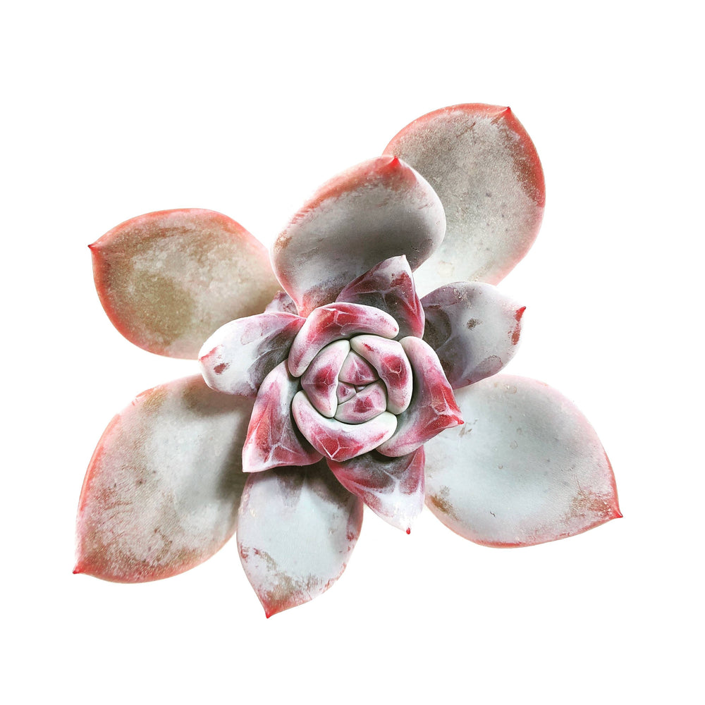 THE GOOD, THE BAD and The UGLY SALE! Echeveria Trumso