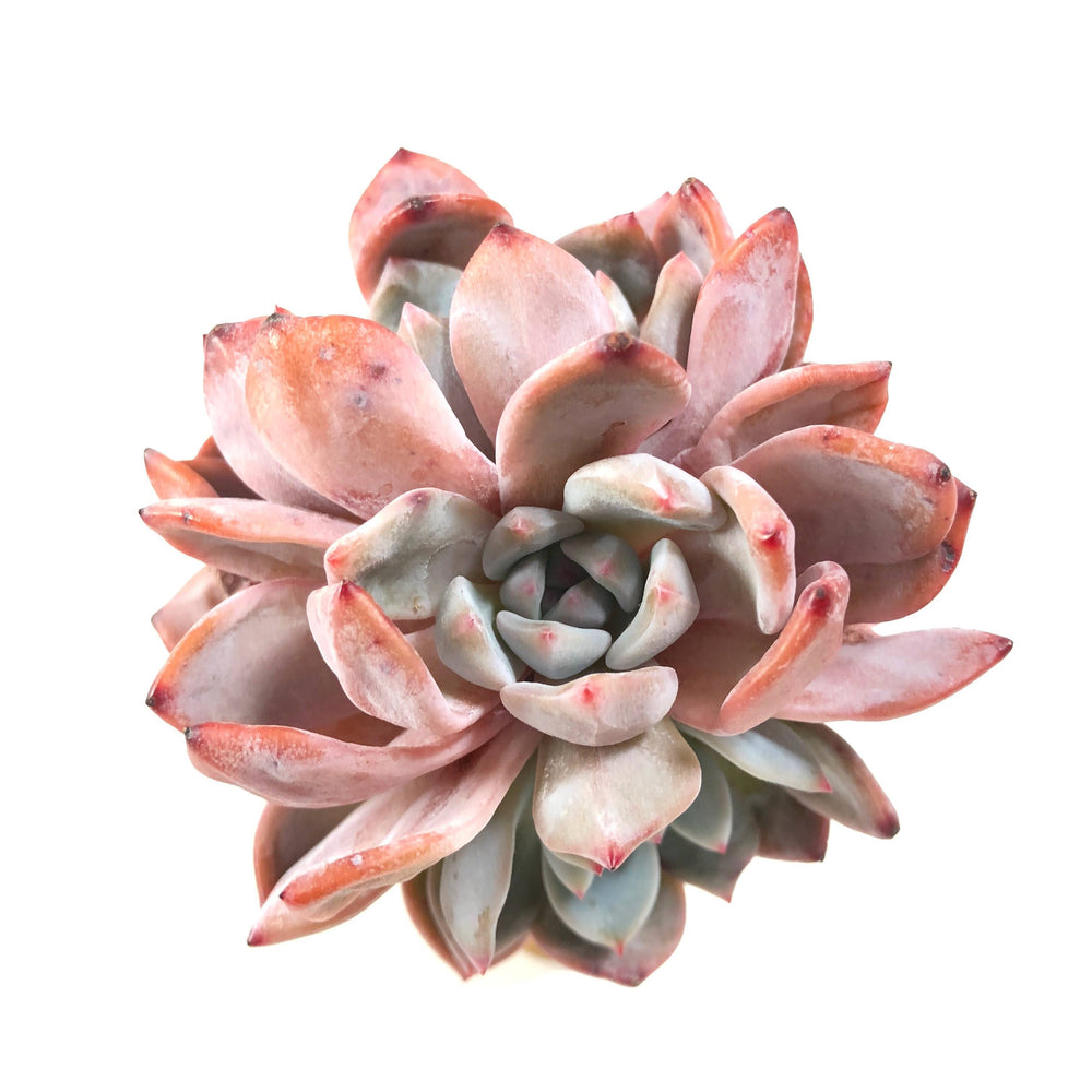 THE GOOD, THE BAD and The UGLY SALE! Echeveria Orange Monroe, Triple