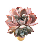 THE GOOD, THE BAD and The UGLY SALE! Echeveria Orange Monroe, Triple