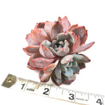 THE GOOD, THE BAD and The UGLY SALE! Echeveria Orange Monroe, Triple