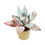 THE GOOD, THE BAD and The UGLY SALE! Echeveria Mexican Giant Hybrid