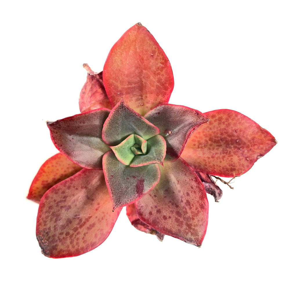 THE GOOD, THE BAD and The UGLY SALE! Echeveria 'Gossaon'