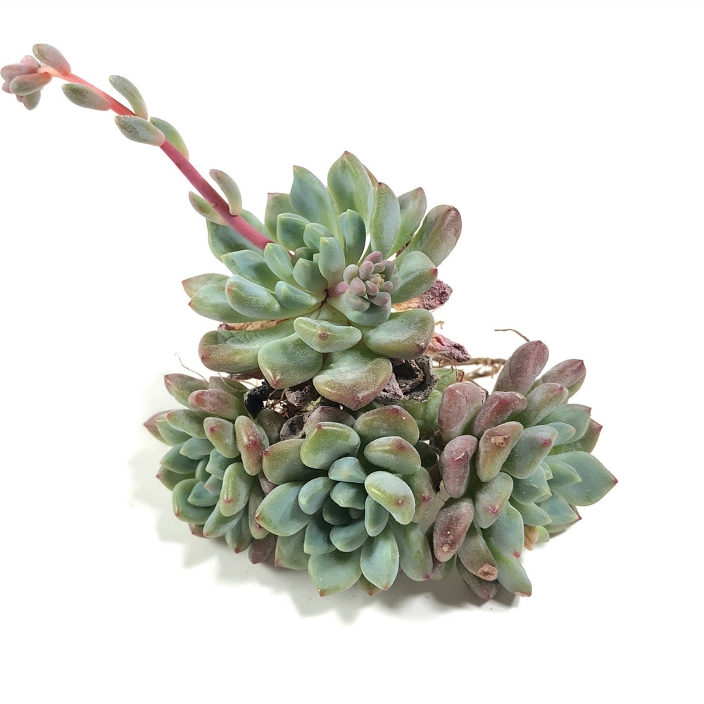 THE GOOD, THE BAD and The UGLY SALE! Echeveria Ameona