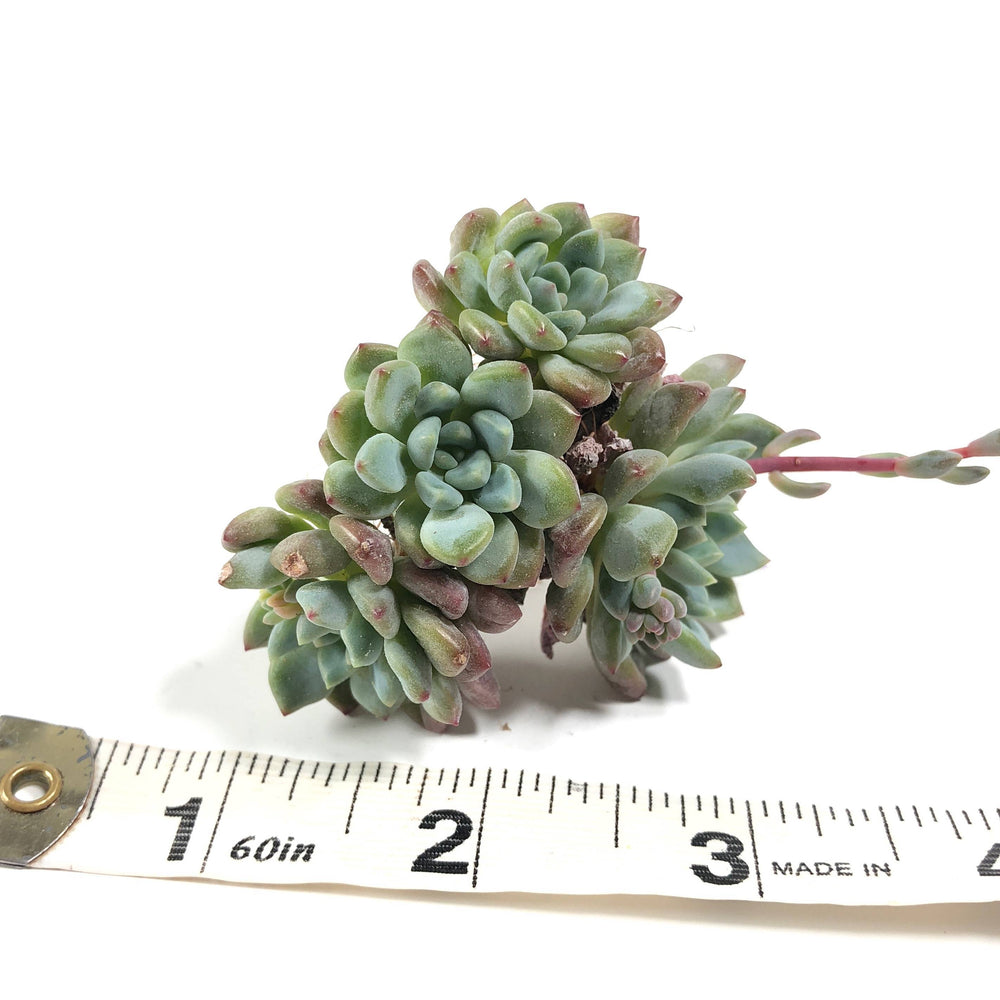 THE GOOD, THE BAD and The UGLY SALE! Echeveria Ameona