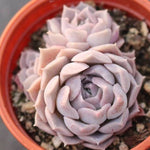 PRESALE Echeveria Helena, (Triple)