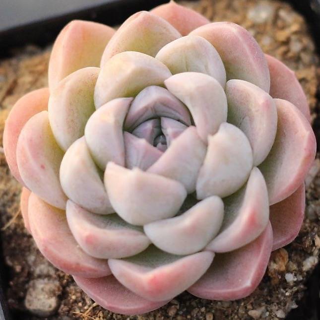 Presale Echeveria 'Bingo'