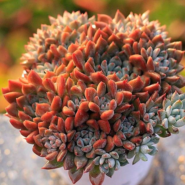 PRESALE Echeveria Unknown Hybrid, Cluster