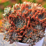 PRESALE Echeveria Unknown Hybrid, Cluster