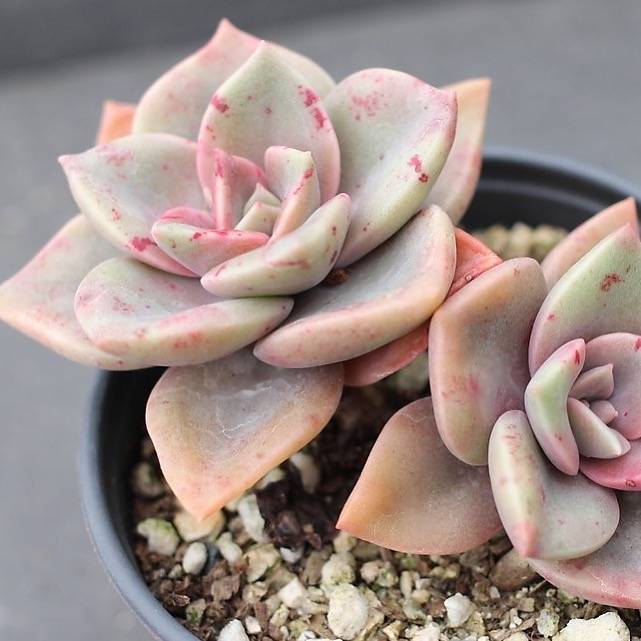PRESALE Echeveria 'Bainesii' – Cedar Creek Farmhouse