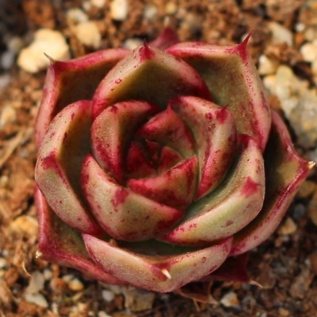 ***SPECIAL REQUEST*** - Echeveria 'Halloween'