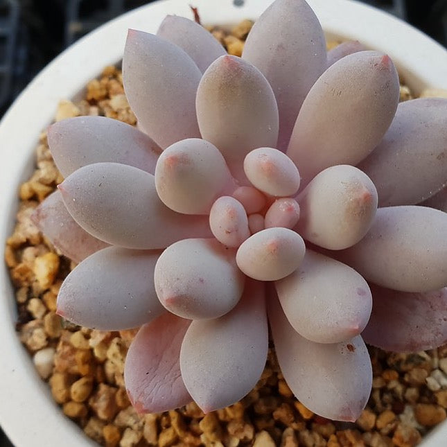 PRESALE Echeveria Venus, (Random)