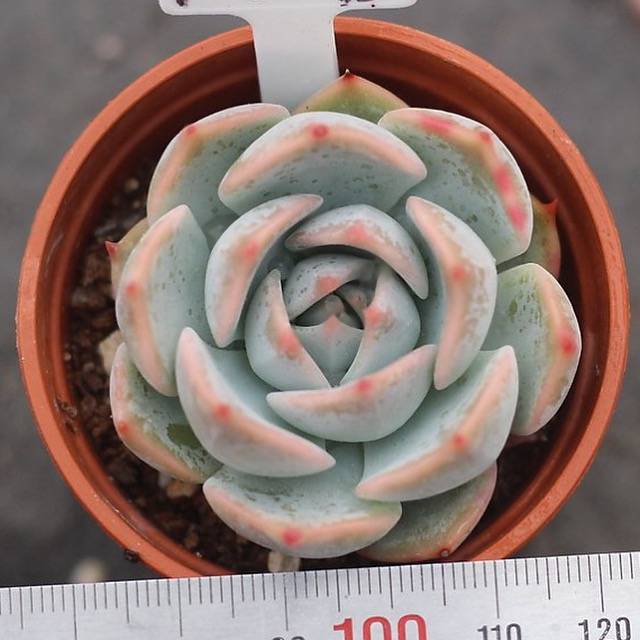 ***SPECIAL REQUEST***- Echeveria 'Lonely Heart'