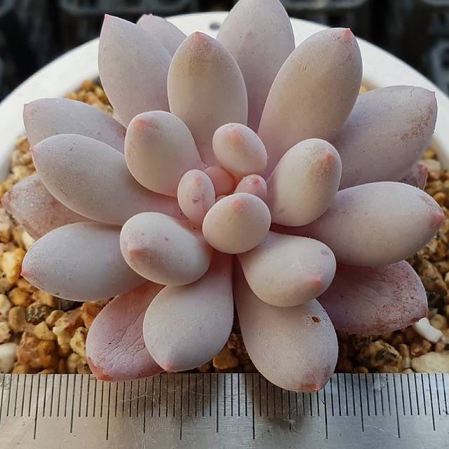 PRESALE Echeveria Venus, (Random)