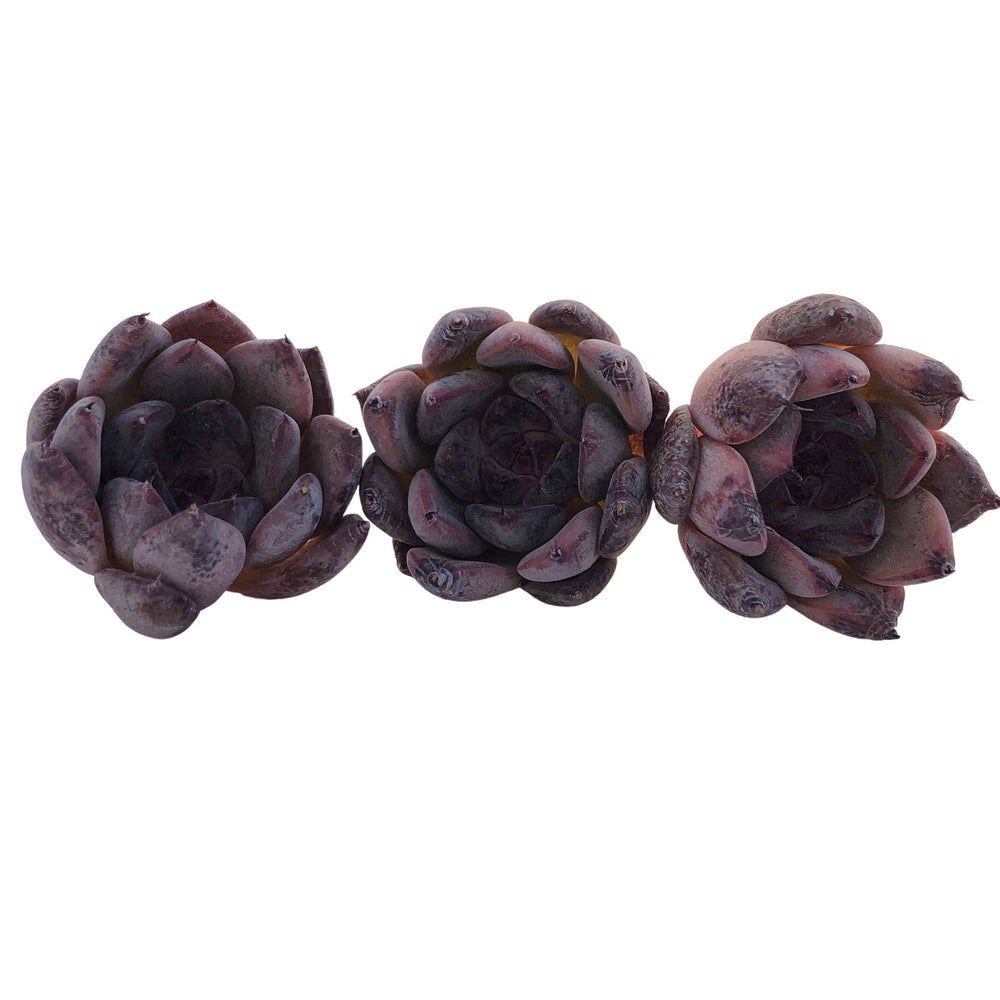 Echeveria Black Lagoon, (Random)