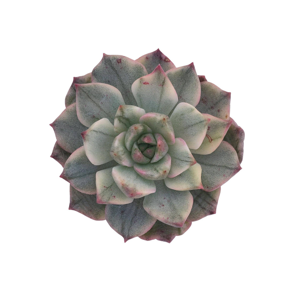 Echeveria Olivia, Variegata – Cedar Creek Farmhouse
