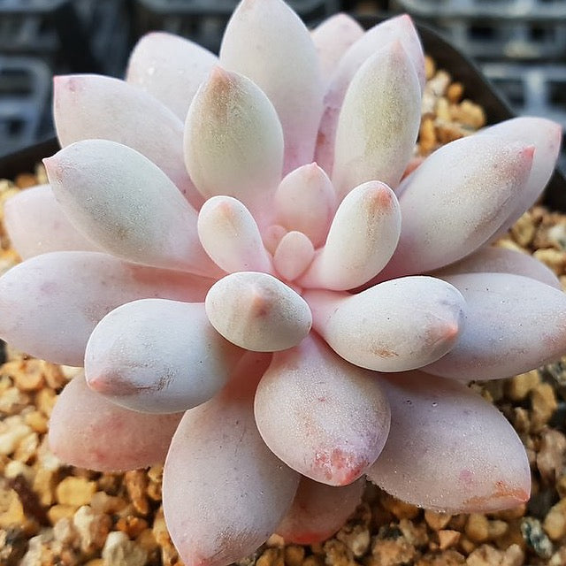 PRESALE Echeveria Venus, (Random)