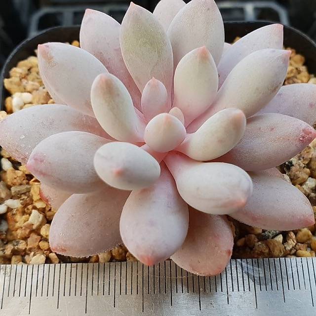 PRESALE Echeveria Venus, (Random)