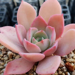 PRESALE Echeveria Tinkerbell, (Not so Random)