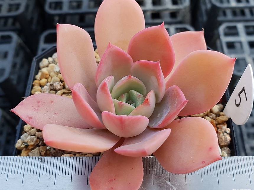 PRESALE Echeveria Tinkerbell, (Not so Random)