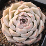 Presale Echeveria 'Ermano'