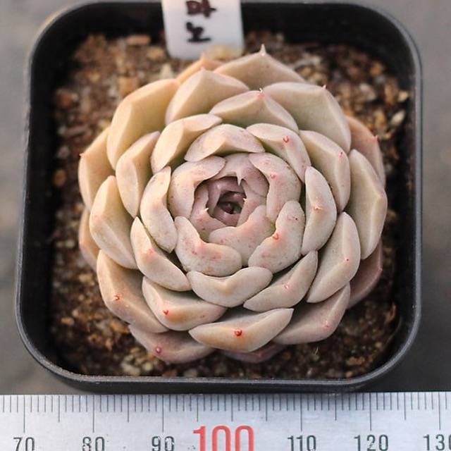 Presale Echeveria 'Ermano'