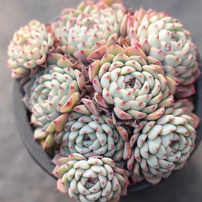 PRESALE Echeveria White Minima