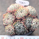 PRESALE Echeveria White Minima