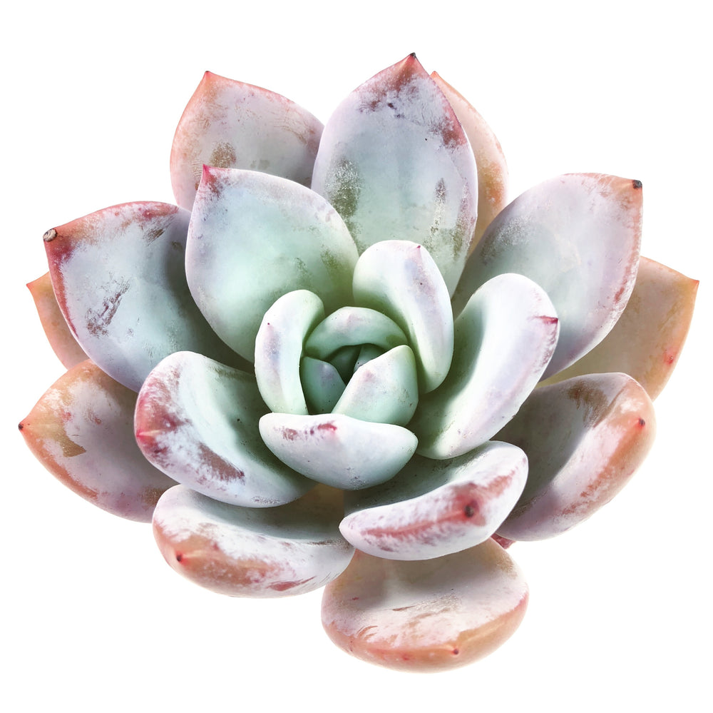 THE GOOD, THE BAD and The UGLY SALE! Echeveria Ivory