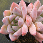 PRESALE Echeveria Thumb Rim, Double, (Random)