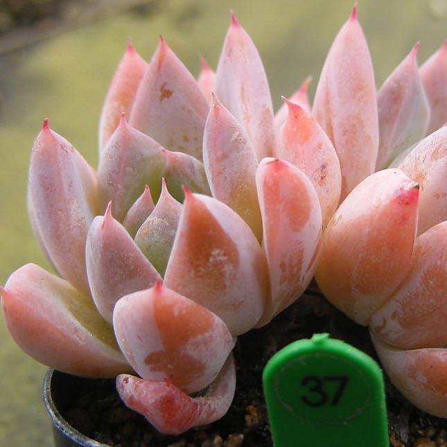 PRESALE Echeveria Thumb Rim, Double, (Random)