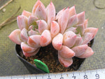 PRESALE Echeveria Thumb Rim, Double, (Random)