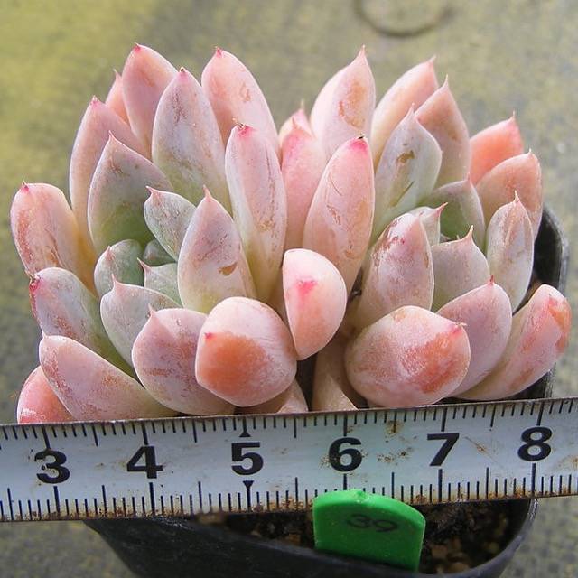 PRESALE Echeveria Thumb Rim, Double, (Random)