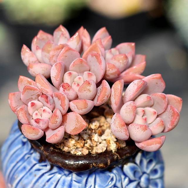 PRESALE Echeveria Pretty in Pink, (Not so Random)  Cedar Creek Farmhouse